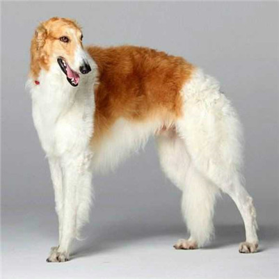 苏俄猎狼饲养,苏俄猎狼犬怎么养