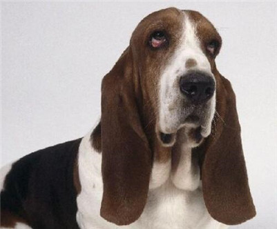 巴吉度犬饲养方法,巴吉度饲养