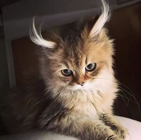 2017猫咪界全球最美面孔颁布了,第四张犹如猫界仙女下凡