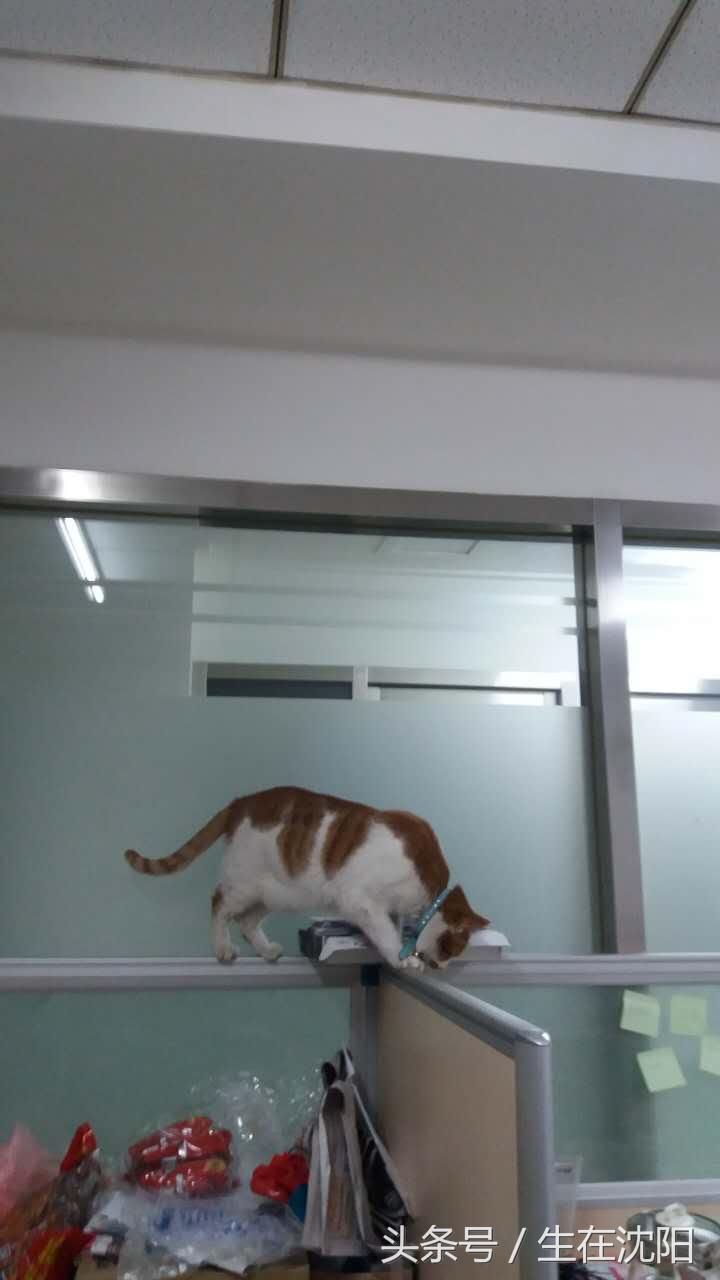 老沈阳，咱们聊聊大东区的“故事”，先从八王寺汽水、105雪糕说