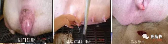 简述母猪分娩接产操作程序,如何进行母猪正常分娩的助产