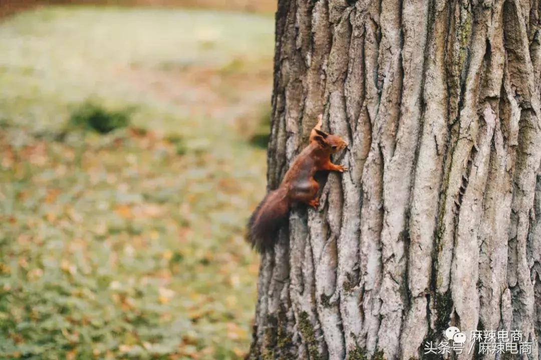 内容电商怎么赚钱,内容电商的盈利模式