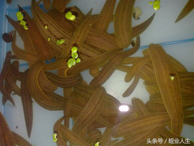 东北水蛭养殖基地大揭秘,水蛭蚂蟥专业养殖茂名