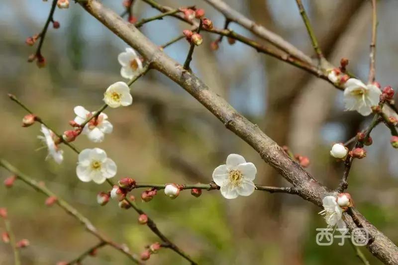 2024年梁化梅园看梅花时间,梁化梅花今年开了吗