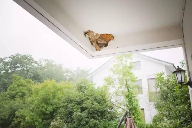 这栋小桥流水的民宿——“眷舍”