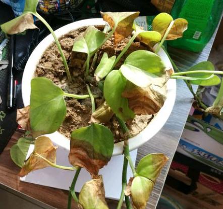 绿萝冬季叶子黄怎么补救,绿萝叶子冬天发黄是什么原因呢