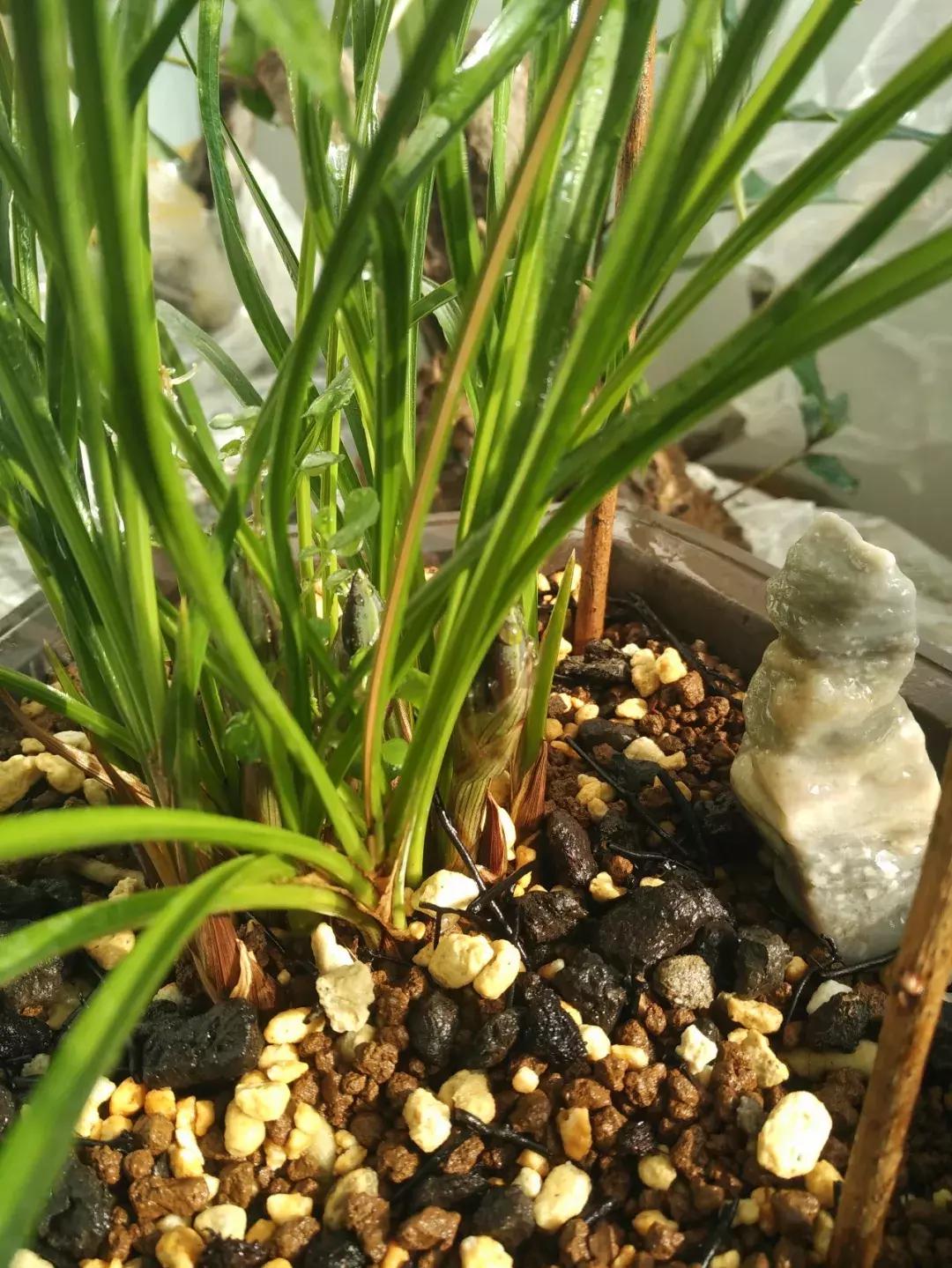 为什么兰花花苞会消苞呢,兰花春化中花苞停止生长