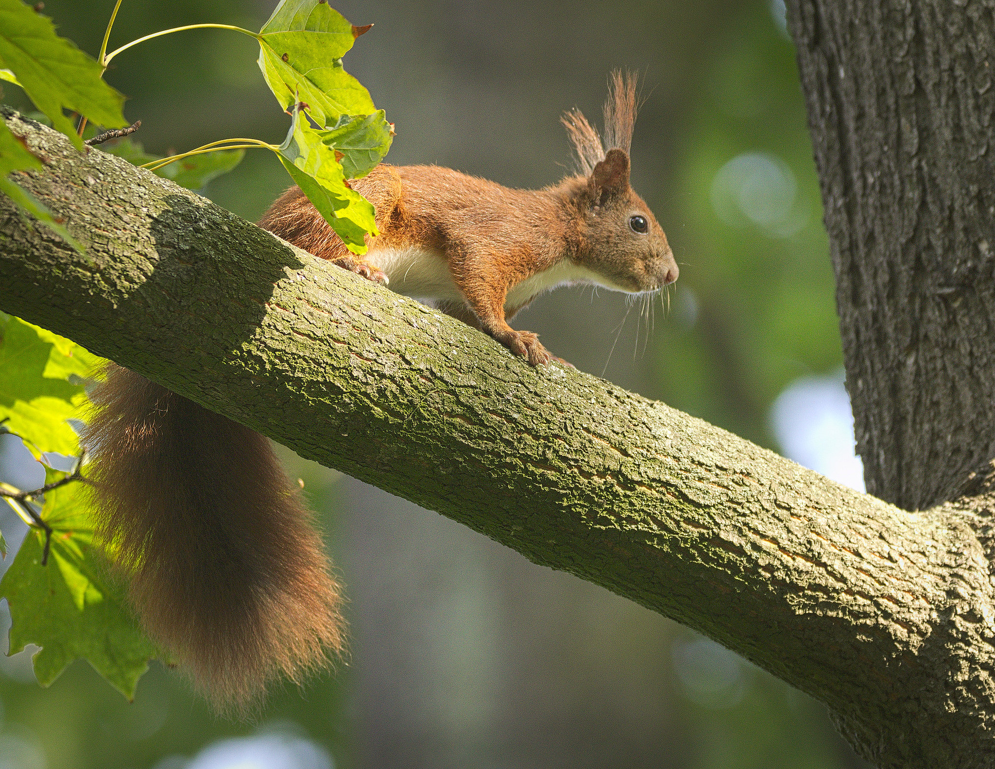 为什么家里养的松鼠总爱啃家具?应该怎么办?