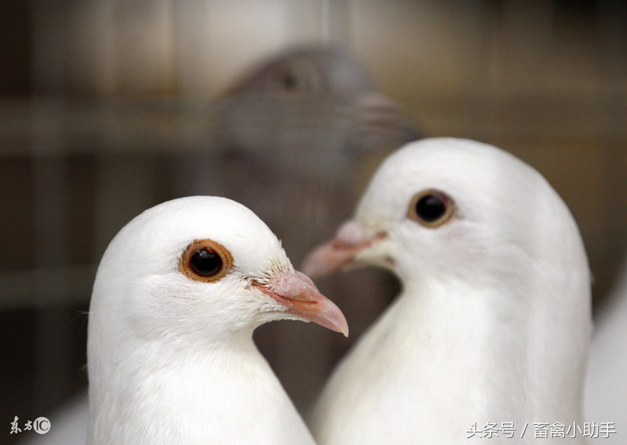 鸽子气囊炎的最佳治疗方法,气囊炎鸽药
