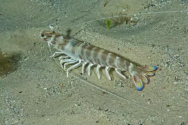 3种常见虾哪种最好吃,特色皮皮虾包括什么虾种