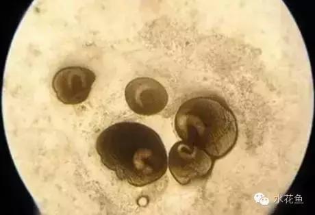 低温鱼病,如何做好夏秋季鱼病防治工作