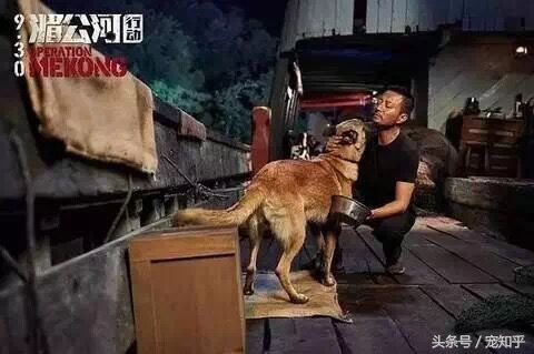 犬界精英——马犬，警察叔叔最爱它