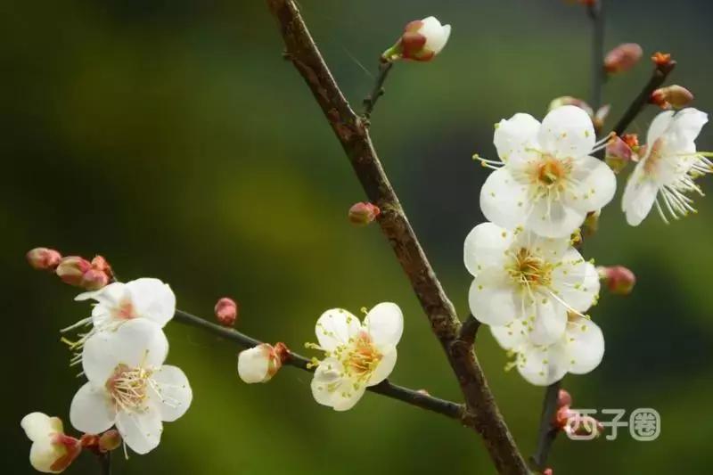 2024年梁化梅园看梅花时间,梁化梅花今年开了吗