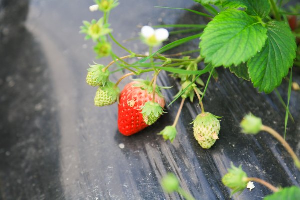 只有一亩地的农场,草莓种植基地采摘园