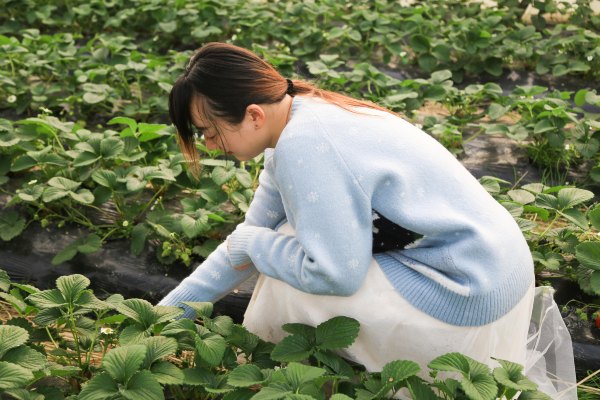 只有一亩地的农场,草莓种植基地采摘园
