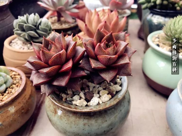 阳光的多肉花园,漂亮的多肉露台花园