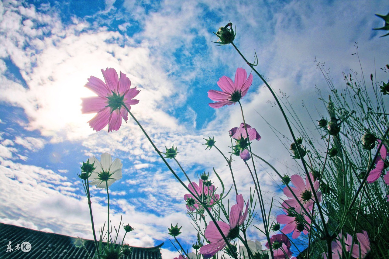 棣欐牸閲屾媺灏忚,棣欐牸閲屾媺灏忚by鏄ユ棩璐熸殑