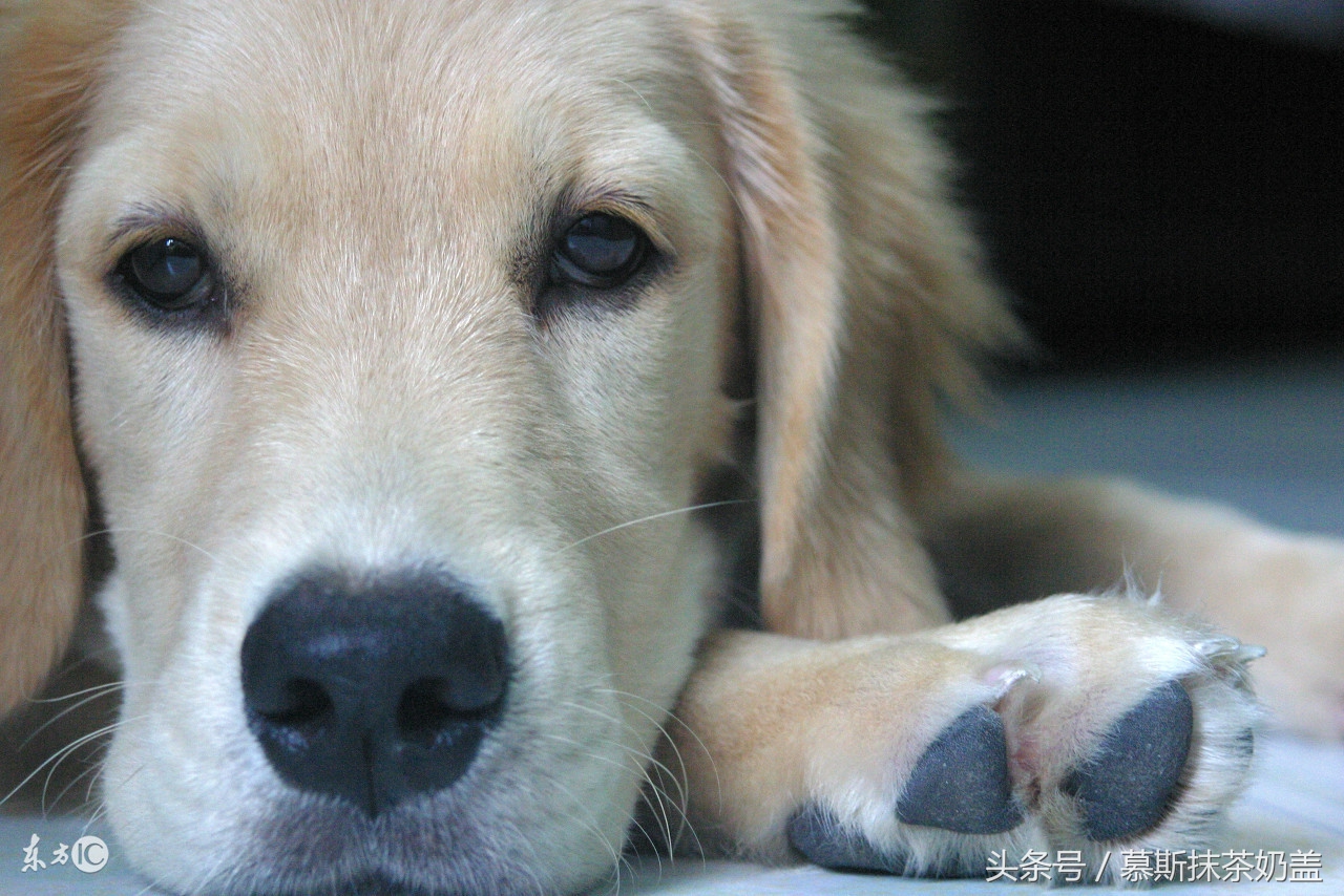 犬瘟热和犬瘟是一种病吗,犬瘟和犬瘟热是一个病吗