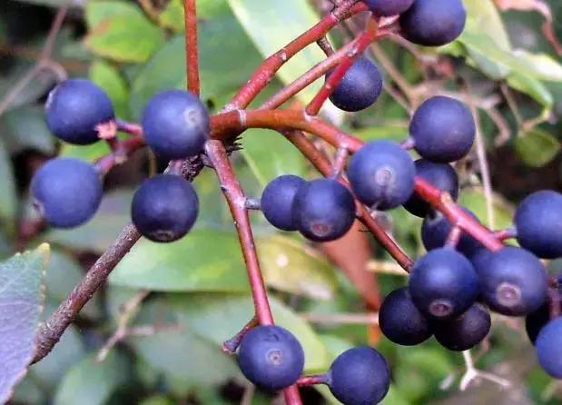 南烛盆景扦插,南烛景观树