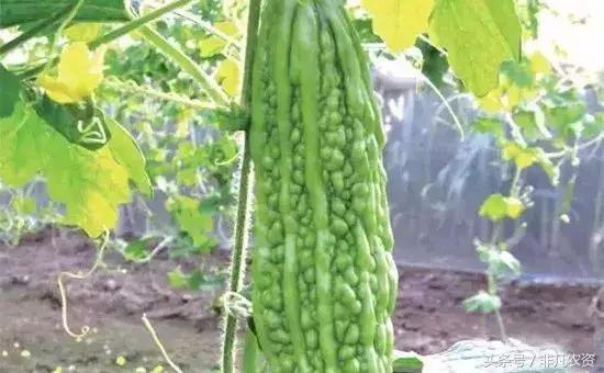 不管是浇水施肥打药都能轻松搞定,什么药缓解肥害最快