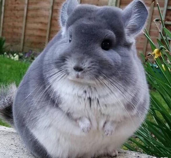 龙猫的饲养方法和禁忌,龙猫的正确饲养方法