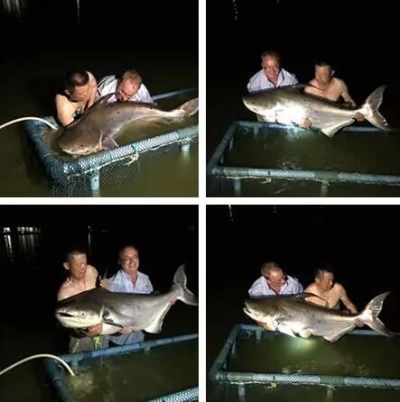 钓鱼探钓达人,钓鱼达人视频海钓