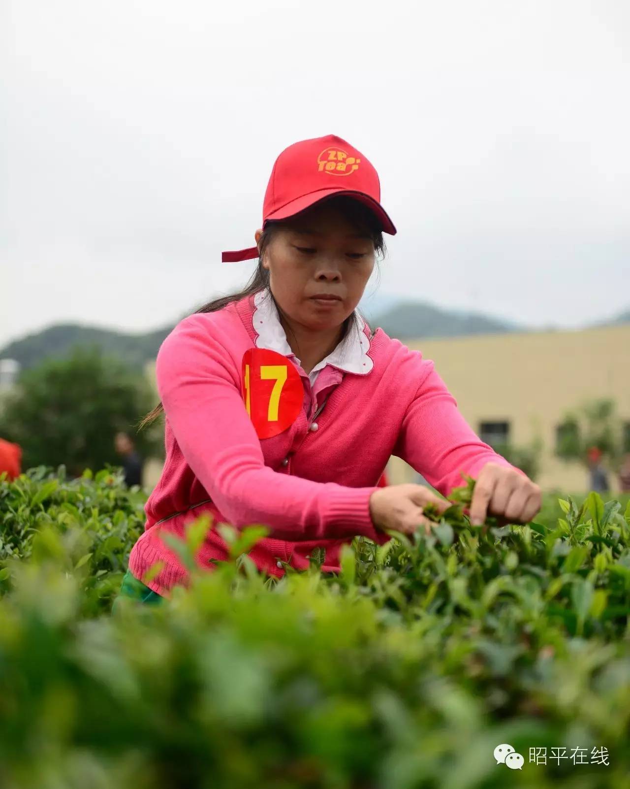 昭平茶农采茶,茶农采摘云雾茶