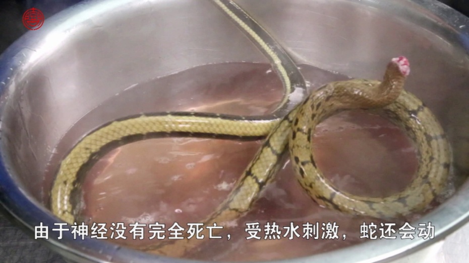 青椒蛇视频大全,衡阳青椒蛇