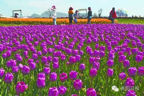 最美贵州花海杜鹃花,贵阳百里杜鹃花海