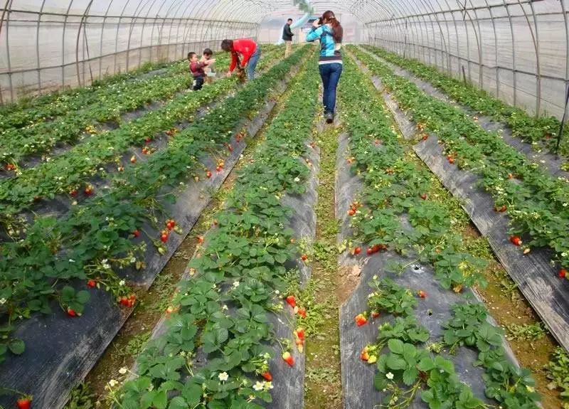 成都采草莓哪个地方最好,成都周边草莓采摘园基地