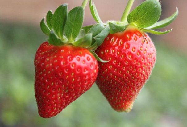 高新区附近草莓,高新区草莓