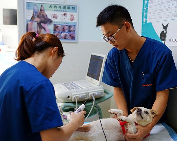 妙手仁心救我狗命锦旗,妙手仁心宠物医院