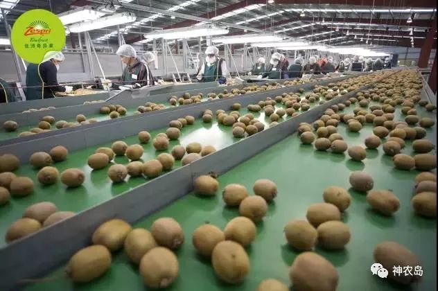 新西兰佳沛奇异果品牌打造,佳沛奇异果新西兰和意大利哪个好