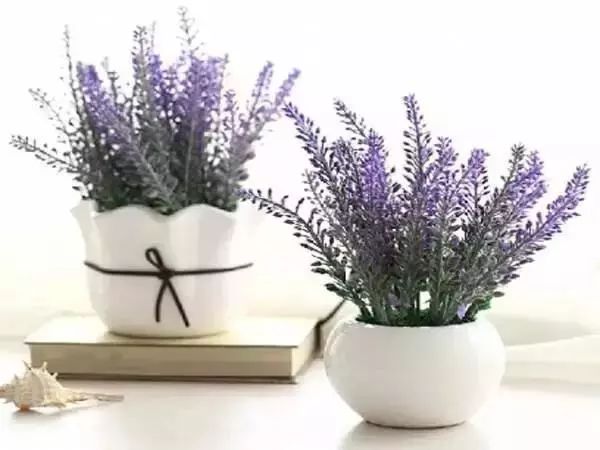 有什么比较特殊也比较好看的鲜花,什么鲜花比较有特色又好看