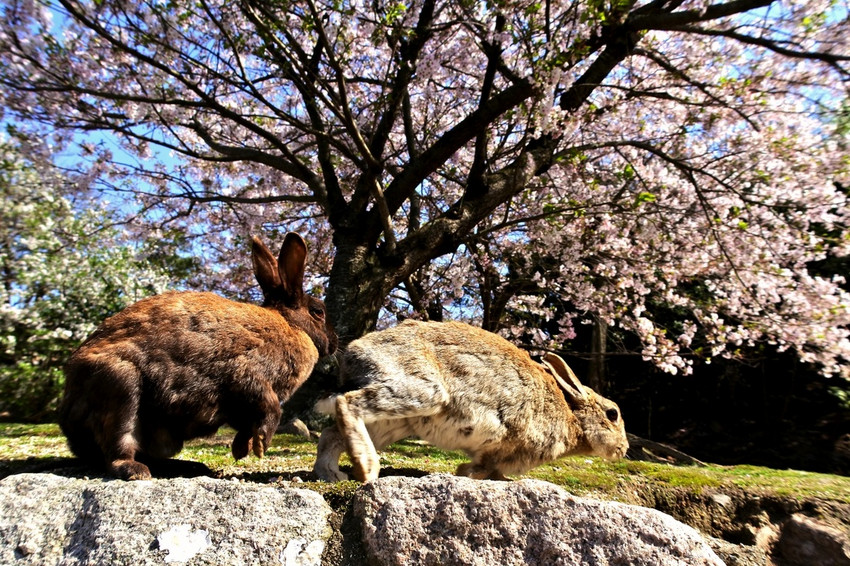 星球·探索｜日本十大萌宠大放送