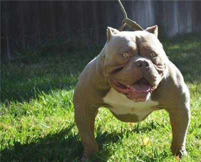 恶霸犬的优点与缺点巨型,恶霸犬优点及性格