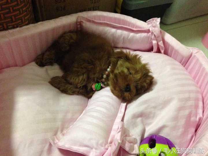 你家泰迪有没有浅色系的,当泰迪的毛被拉直