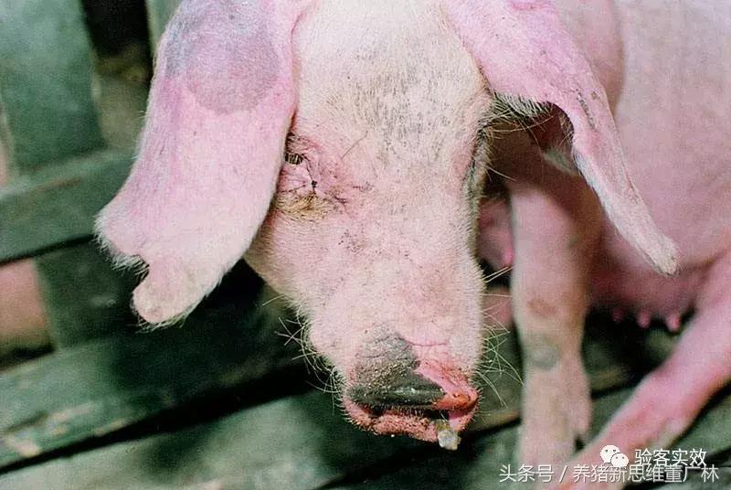 猪萎缩鼻炎联合用药方子,猪萎缩性鼻炎的克星