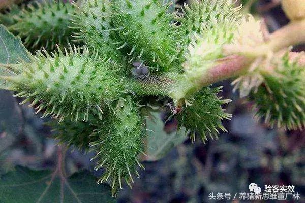 猪萎缩鼻炎联合用药方子,猪萎缩性鼻炎的克星