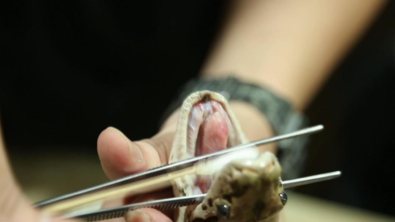 蟒蛇消化不良拉肚子,野生动物园泰国蟒蛇