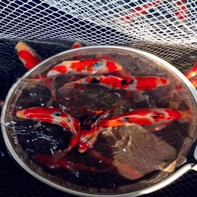 锦鲤从孵化到成长全过程,锦鲤甩籽自己可以孵化吗