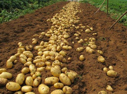 大雪来了怎么办,滞销土豆