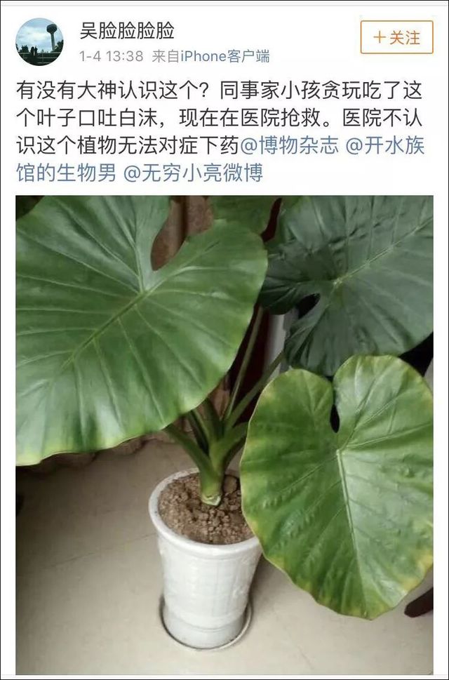 小孩贪玩吃了这个叶子口吐白沫，你家里可能也有！