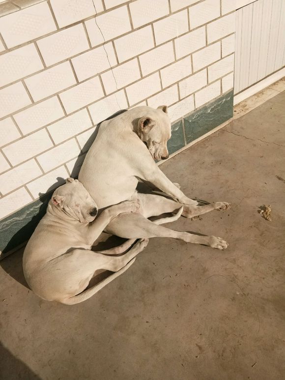 你们一天除了吃就是睡，还能有点别的娱乐项目吗么——杜高吧