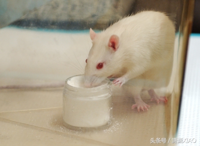 家里有虫鼠出没怎么办，告诉大家几个小妙招