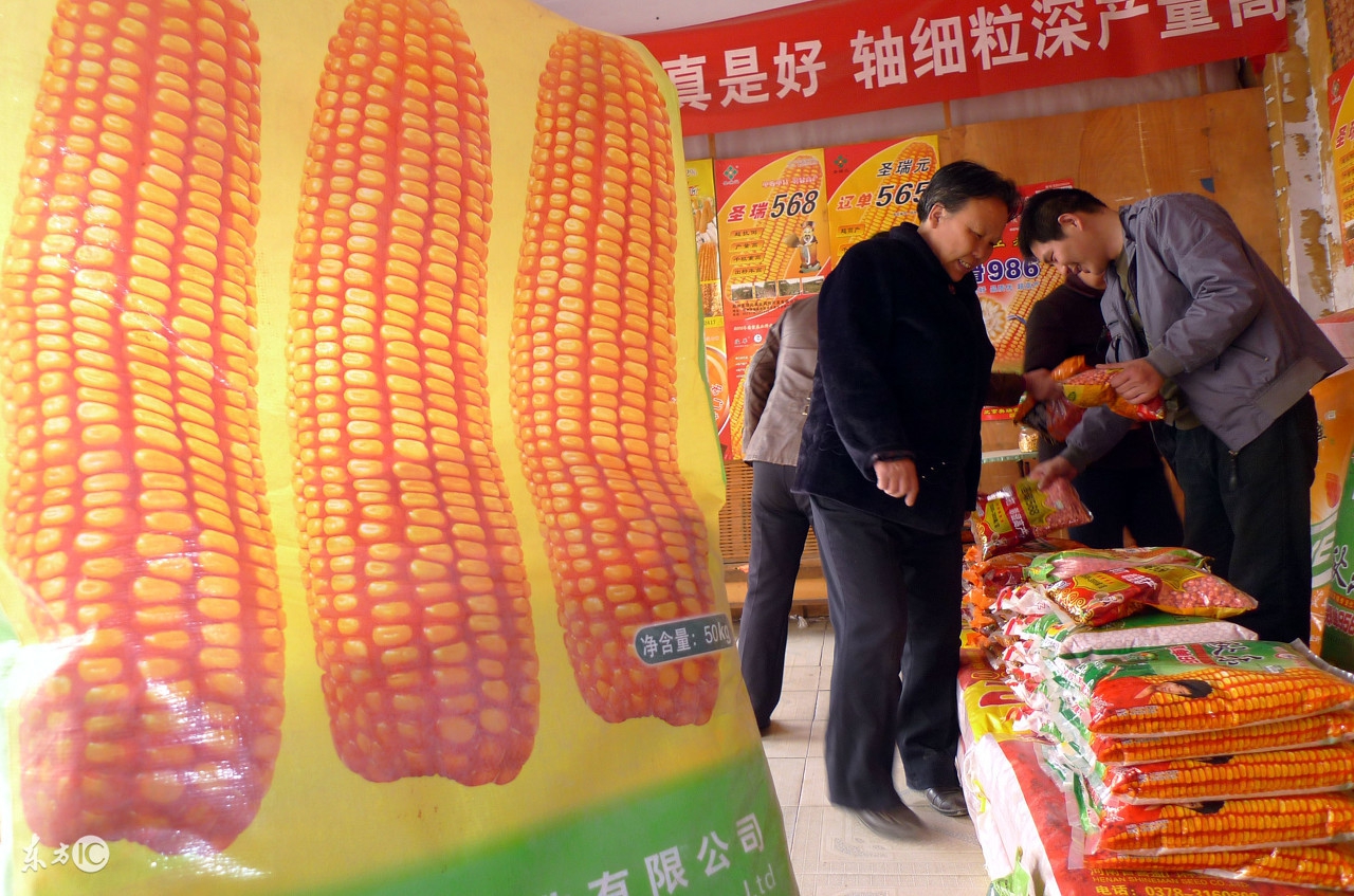 买玉米种子别被这些花样给套路了,购买玉米种避免踩的坑