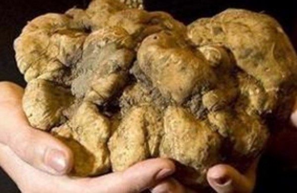 世界最珍贵的五种食材,世界最珍贵的九种食材