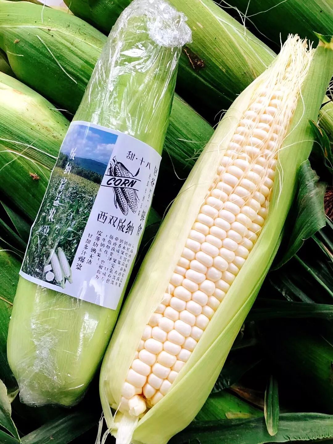 云南爆浆冰糖牛奶玉米,云南爆浆牛奶水果玉米