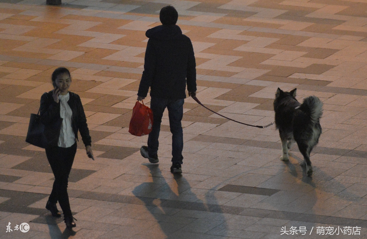 宠物肾衰竭一定要输液吗,宠物医生肾衰竭