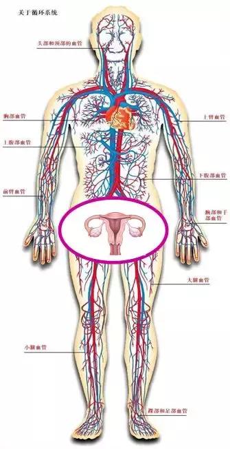 阴道假丝酵母菌感染什么症状,阴道假丝酵母菌感染症状